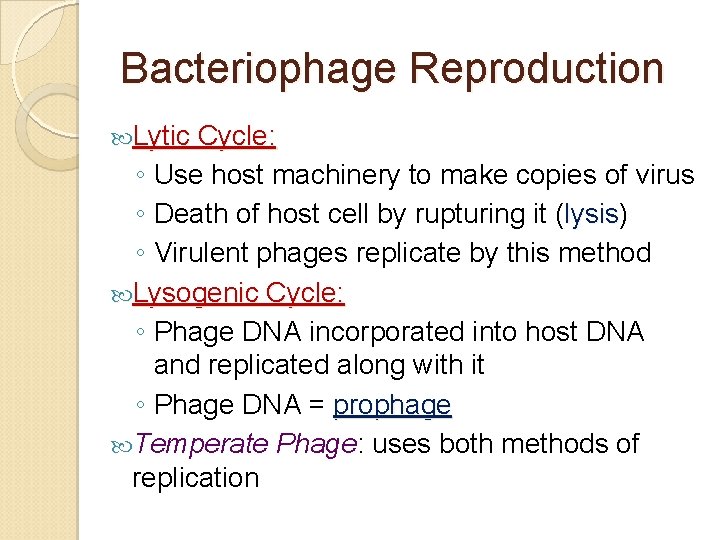 Bacteriophage Reproduction Lytic Cycle: ◦ Use host machinery to make copies of virus ◦