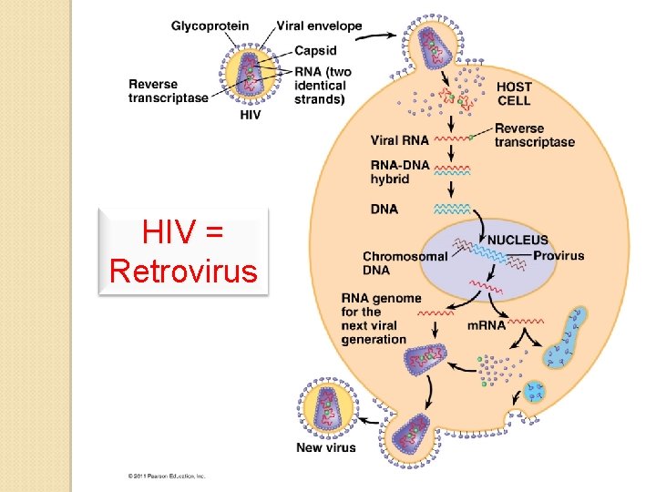 HIV = Retrovirus 
