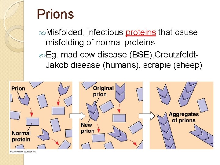Prions Misfolded, infectious proteins that cause misfolding of normal proteins Eg. mad cow disease