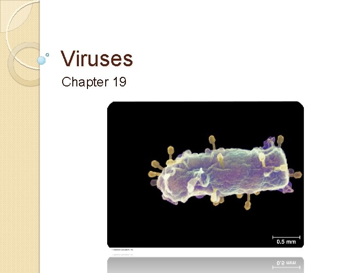 Viruses Chapter 19 