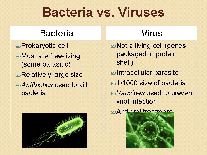 Bacteria vs. Viruses Bacteria Prokaryotic cell Most are free-living (some parasitic) Relatively large size