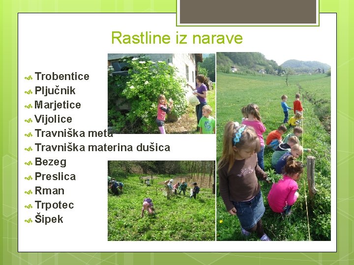 Rastline iz narave Trobentice Pljučnik Marjetice Vijolice Travniška meta Travniška materina dušica Bezeg Preslica