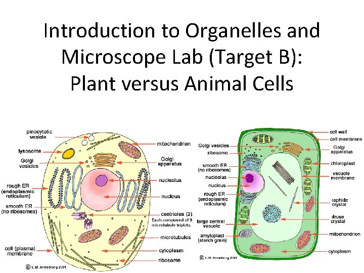 Introduction to Organelles and Microscope Lab (Target B): Plant versus Animal Cells 