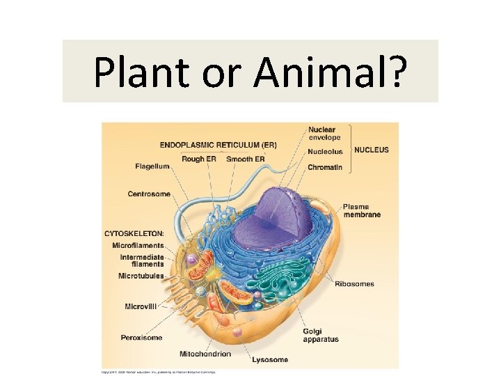Plant or Animal? 
