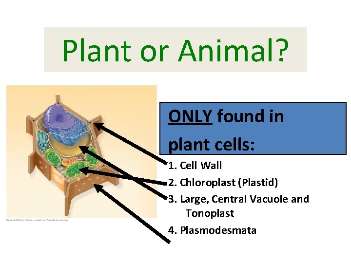 Plant or Animal? ONLY found in plant cells: 1. Cell Wall 2. Chloroplast (Plastid)