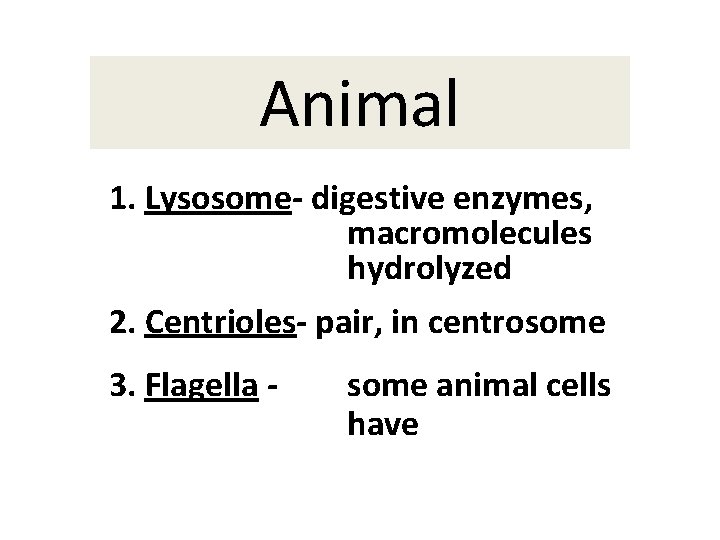 Animal 1. Lysosome- digestive enzymes, macromolecules hydrolyzed 2. Centrioles- pair, in centrosome 3. Flagella