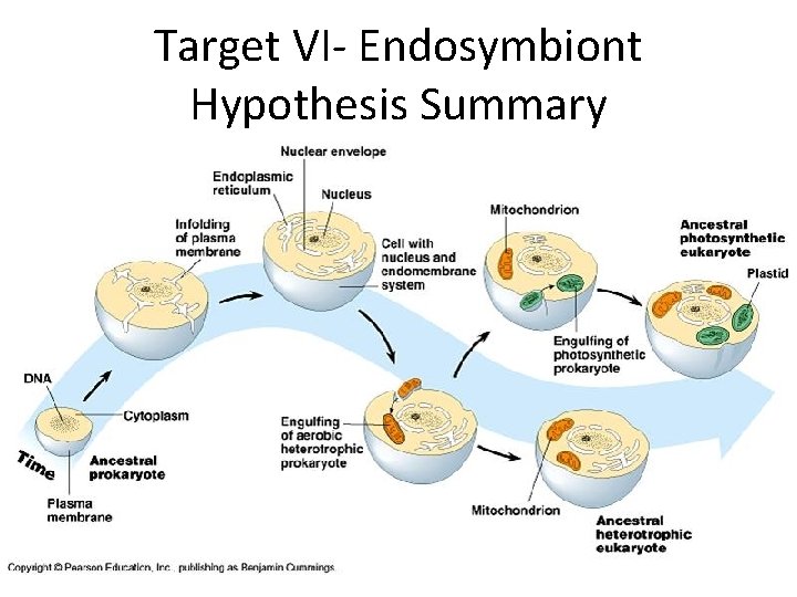 Target VI- Endosymbiont Hypothesis Summary 