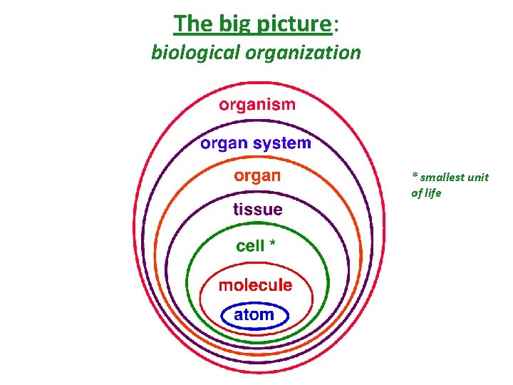 The big picture: biological organization * smallest unit of life 