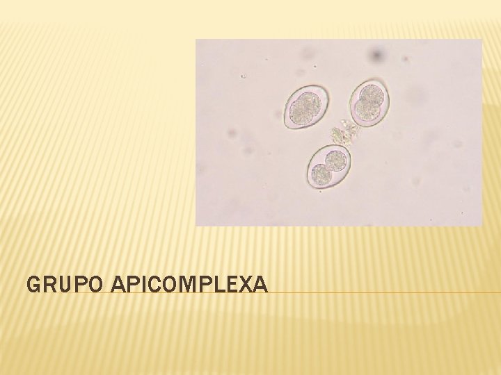 GRUPO APICOMPLEXA 