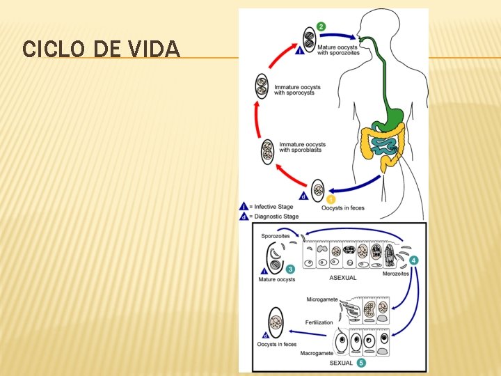 CICLO DE VIDA 