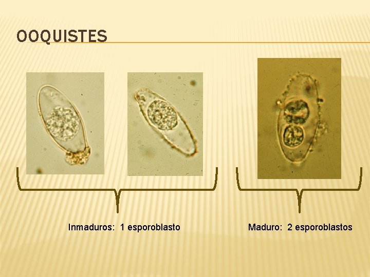 OOQUISTES Inmaduros: 1 esporoblasto Maduro: 2 esporoblastos 