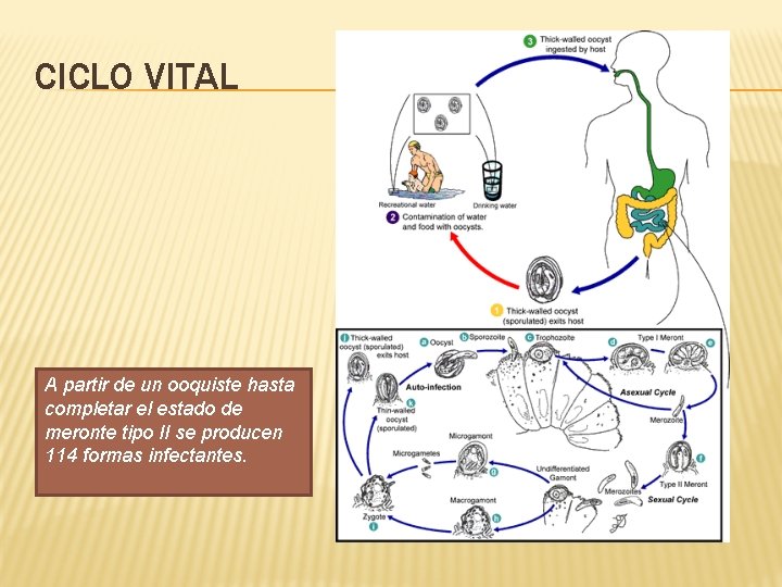 CICLO VITAL A partir de un ooquiste hasta completar el estado de meronte tipo