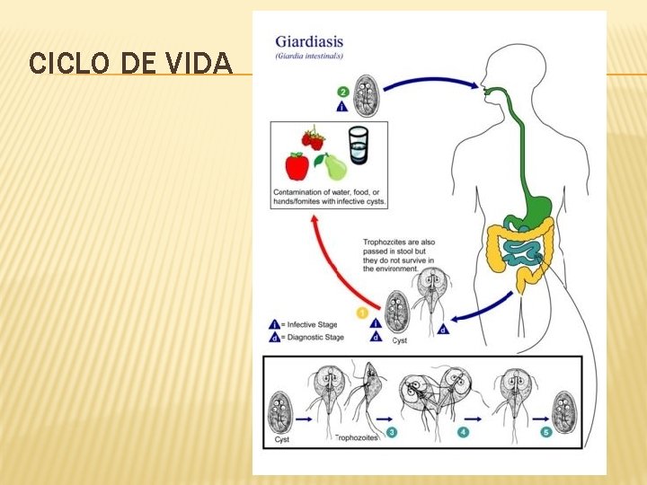 CICLO DE VIDA 