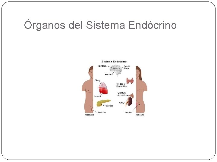 Órganos del Sistema Endócrino 