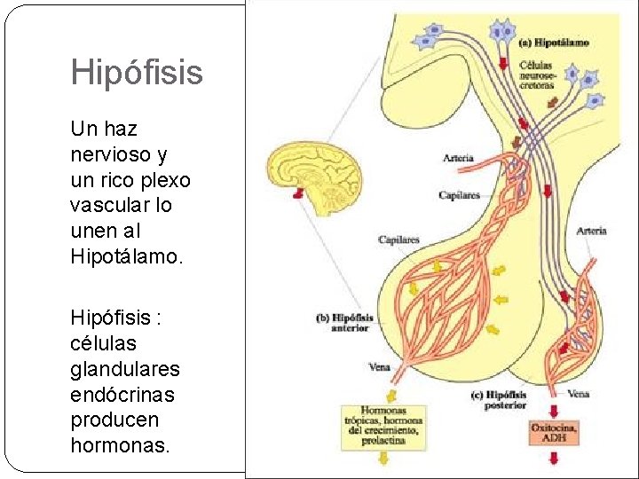 Hipófisis Un haz nervioso y un rico plexo vascular lo unen al Hipotálamo. Hipófisis