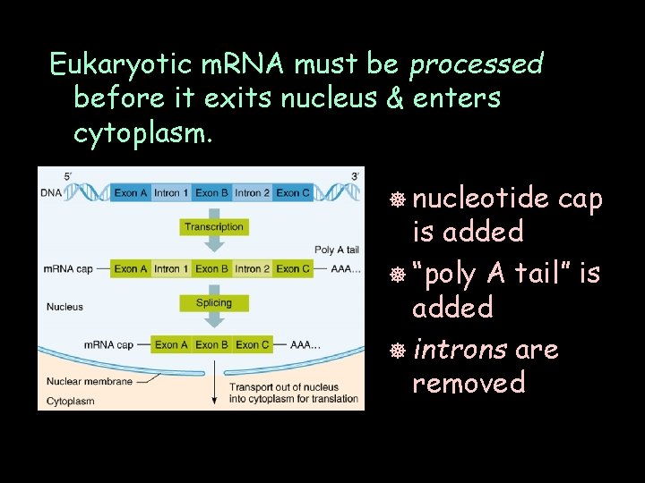 Eukaryotic m. RNA must be processed before it exits nucleus & enters cytoplasm. ]