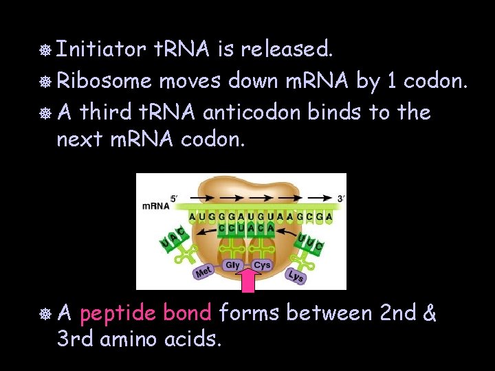 ] Initiator t. RNA is released. ] Ribosome moves down m. RNA by 1