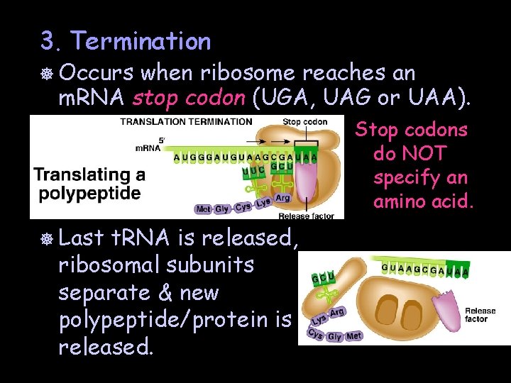 3. Termination ] Occurs when ribosome reaches an m. RNA stop codon (UGA, UAG