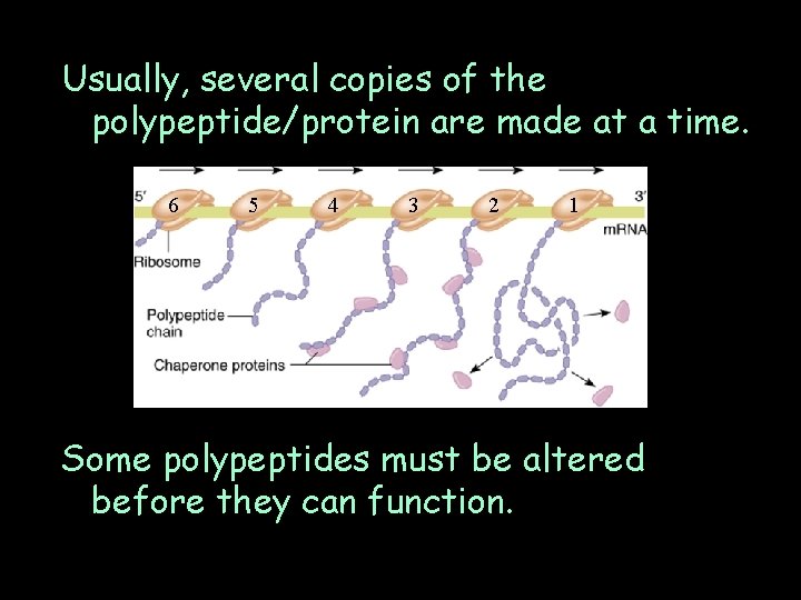 Usually, several copies of the polypeptide/protein are made at a time. 6 5 4