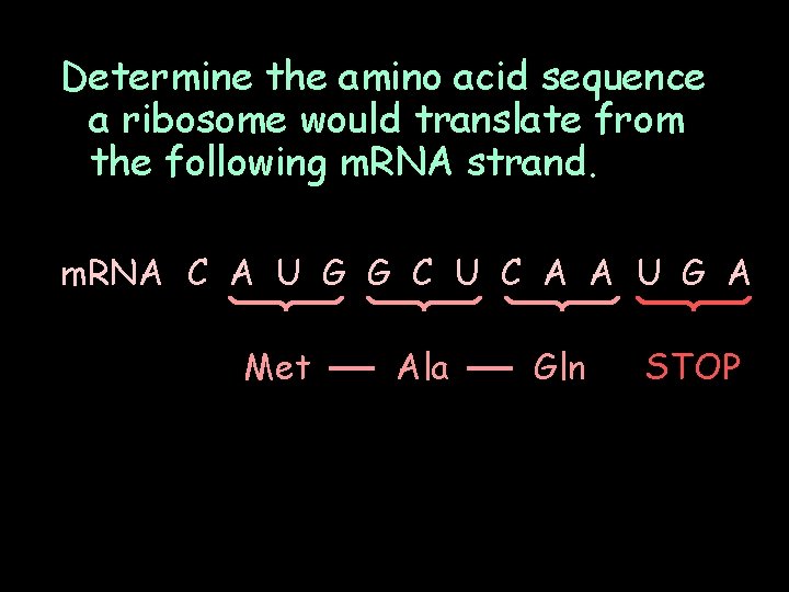 Determine the amino acid sequence a ribosome would translate from the following m. RNA