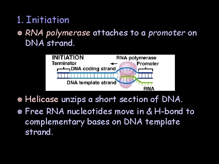 1. Initiation ] RNA polymerase attaches to a promoter on DNA strand. Helicase unzips