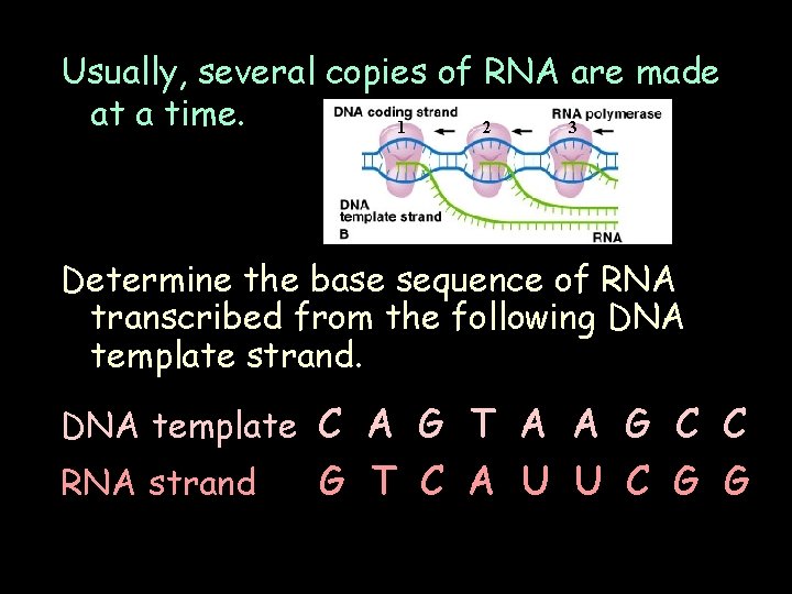 Usually, several copies of RNA are made at a time. 1 2 3 Determine
