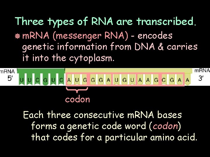 Three types of RNA are transcribed. ] m. RNA (messenger RNA) - encodes genetic