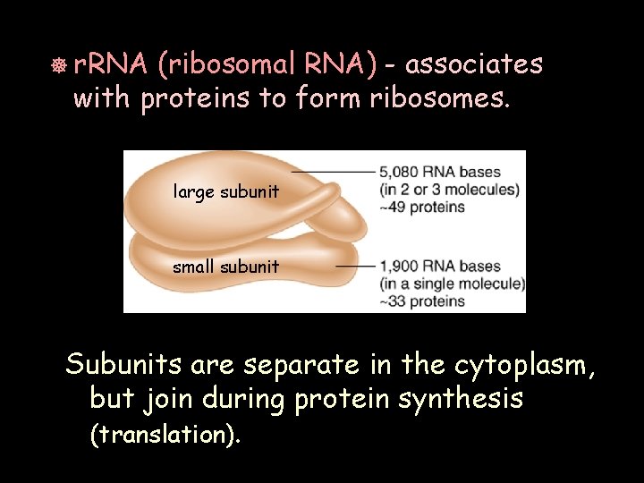 ] r. RNA (ribosomal RNA) - associates with proteins to form ribosomes. large subunit