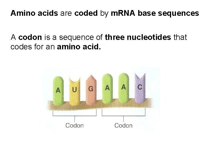 Amino acids are coded by m. RNA base sequences A codon is a sequence