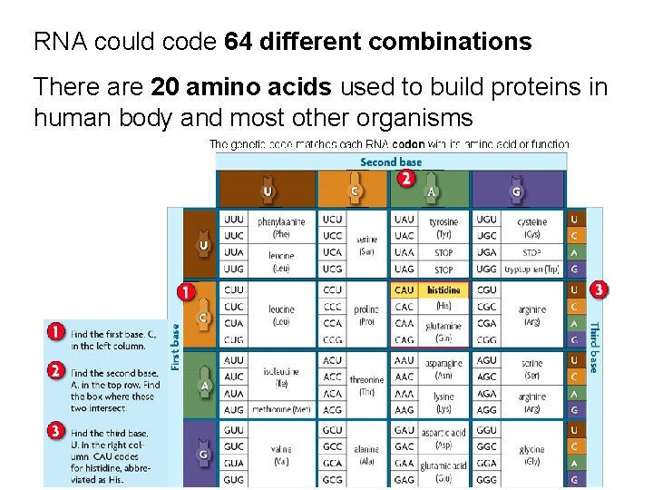 RNA could code 64 different combinations There are 20 amino acids used to build