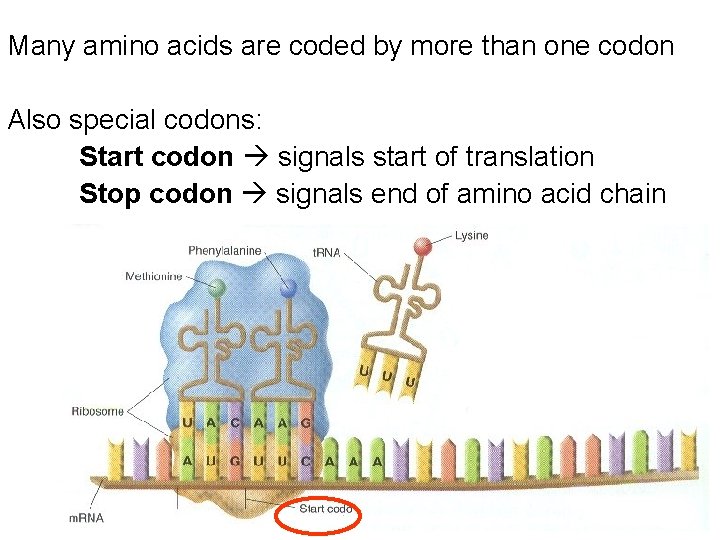 Many amino acids are coded by more than one codon Also special codons: Start