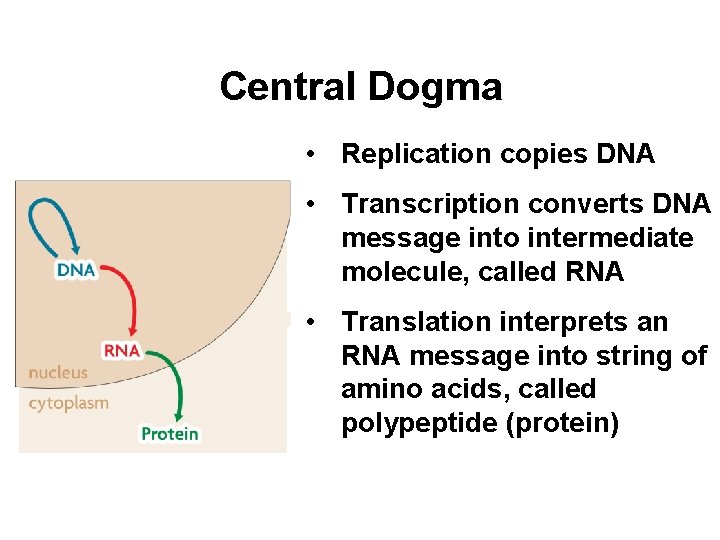 Central Dogma • Replication copies DNA • Transcription converts DNA message into intermediate molecule,