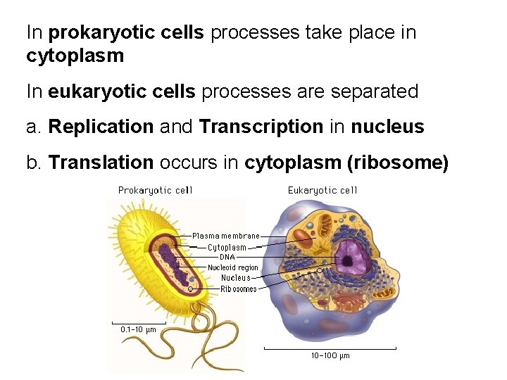 In prokaryotic cells processes take place in cytoplasm In eukaryotic cells processes are separated