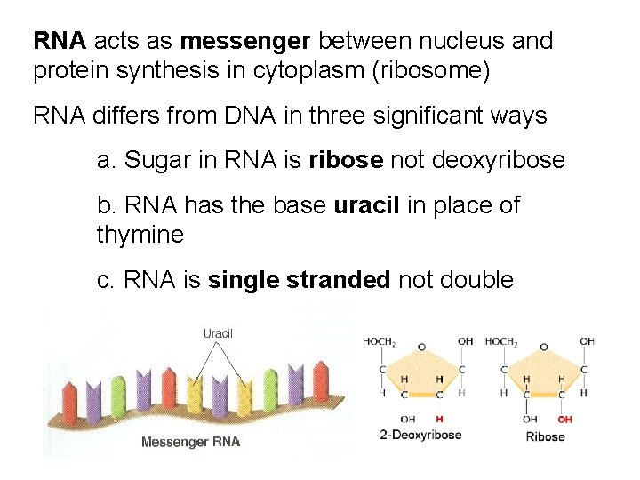 RNA acts as messenger between nucleus and protein synthesis in cytoplasm (ribosome) RNA differs
