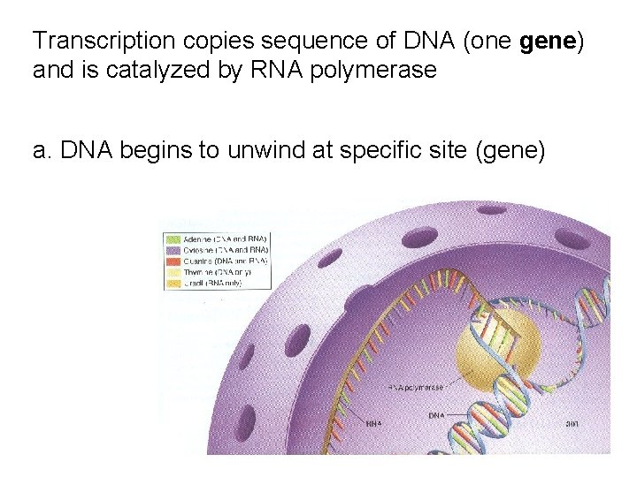 Transcription copies sequence of DNA (one gene) and is catalyzed by RNA polymerase a.
