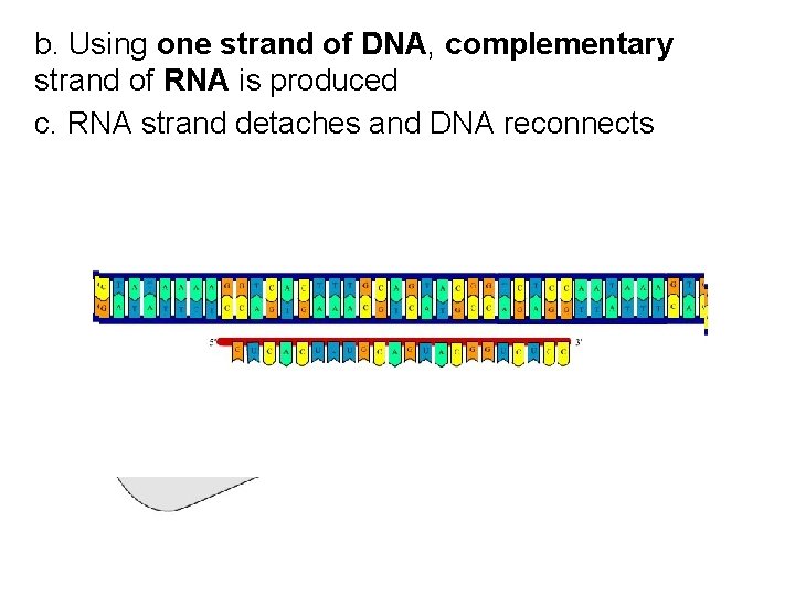 b. Using one strand of DNA, complementary strand of RNA is produced c. RNA