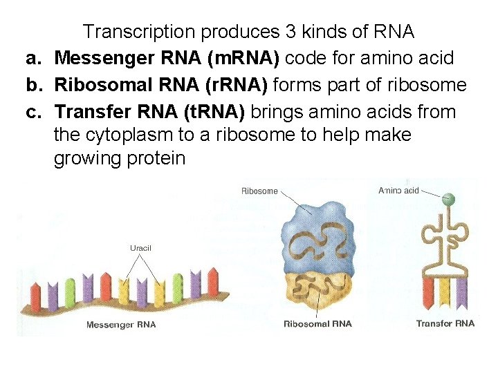 Transcription produces 3 kinds of RNA a. Messenger RNA (m. RNA) code for amino