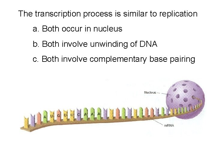 The transcription process is similar to replication a. Both occur in nucleus b. Both