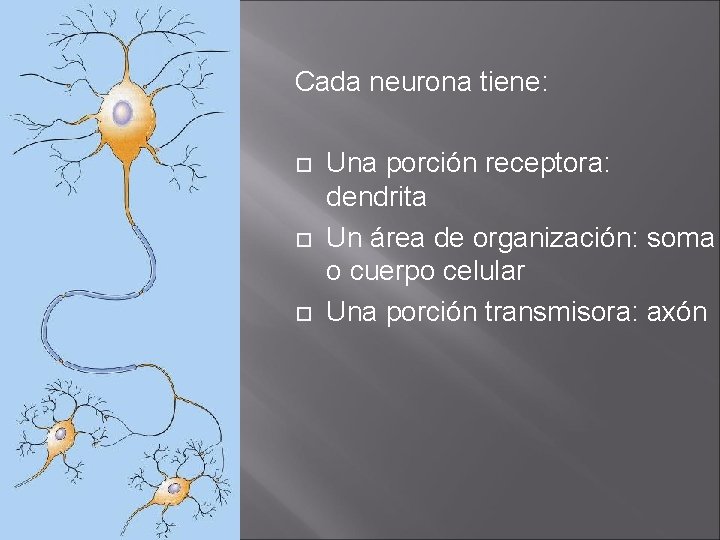 Cada neurona tiene: Una porción receptora: dendrita Un área de organización: soma o cuerpo