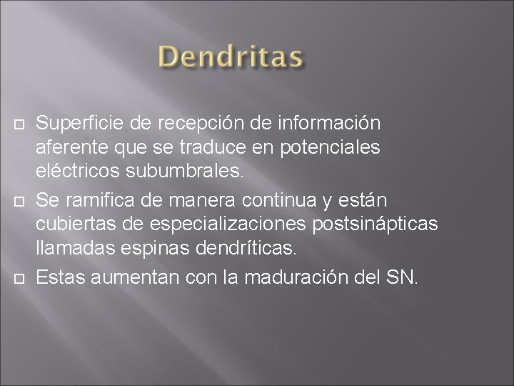  Superficie de recepción de información aferente que se traduce en potenciales eléctricos subumbrales.