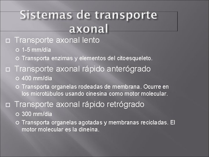  Transporte axonal lento 1 -5 mm/día Transporta enzimas y elementos del citoesqueleto. Transporte