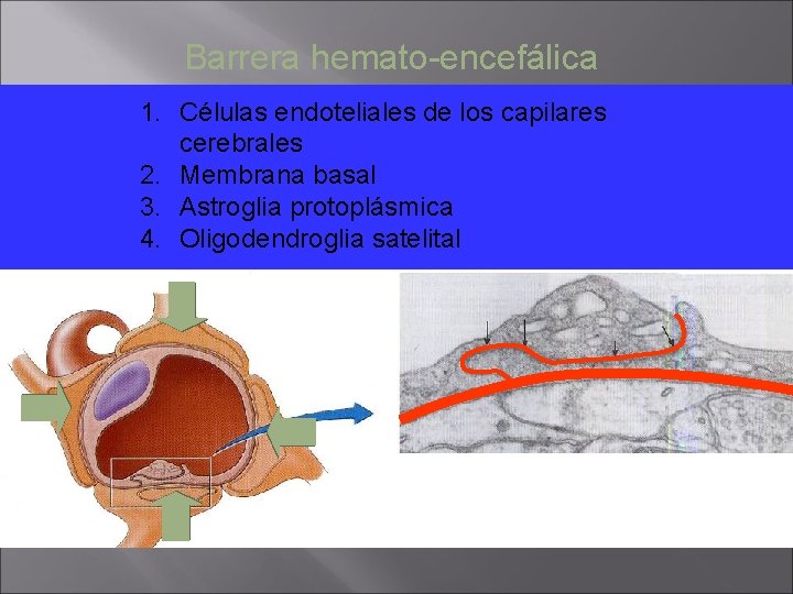 Barrera hemato-encefálica 1. Células endoteliales de los capilares cerebrales 2. Membrana basal 3. Astroglia