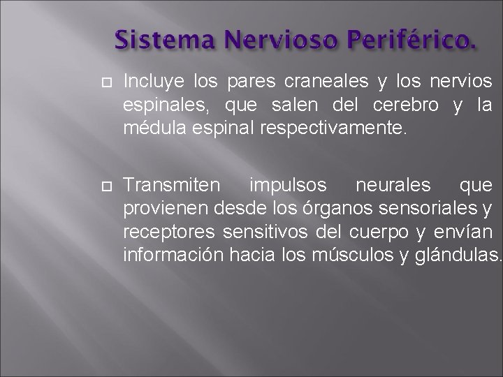  Incluye los pares craneales y los nervios espinales, que salen del cerebro y