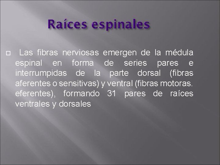  Las fibras nerviosas emergen de la médula espinal en forma de series pares