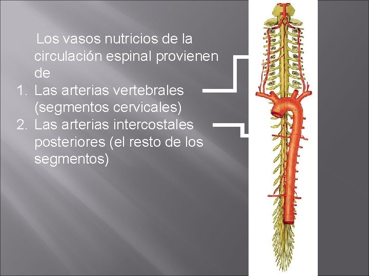 Los vasos nutricios de la circulación espinal provienen de 1. Las arterias vertebrales (segmentos