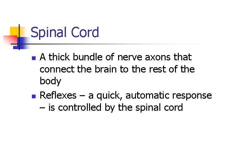 Spinal Cord n n A thick bundle of nerve axons that connect the brain