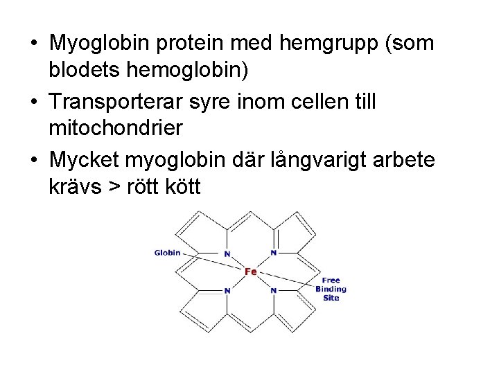  • Myoglobin protein med hemgrupp (som blodets hemoglobin) • Transporterar syre inom cellen