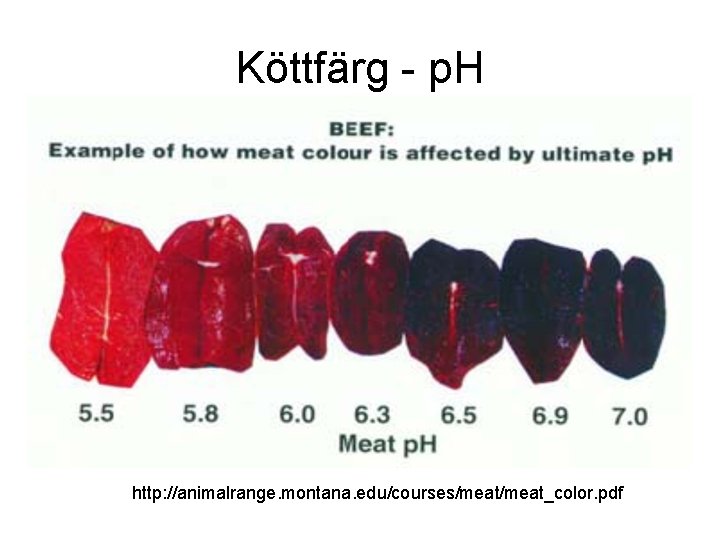 Köttfärg - p. H http: //animalrange. montana. edu/courses/meat_color. pdf 