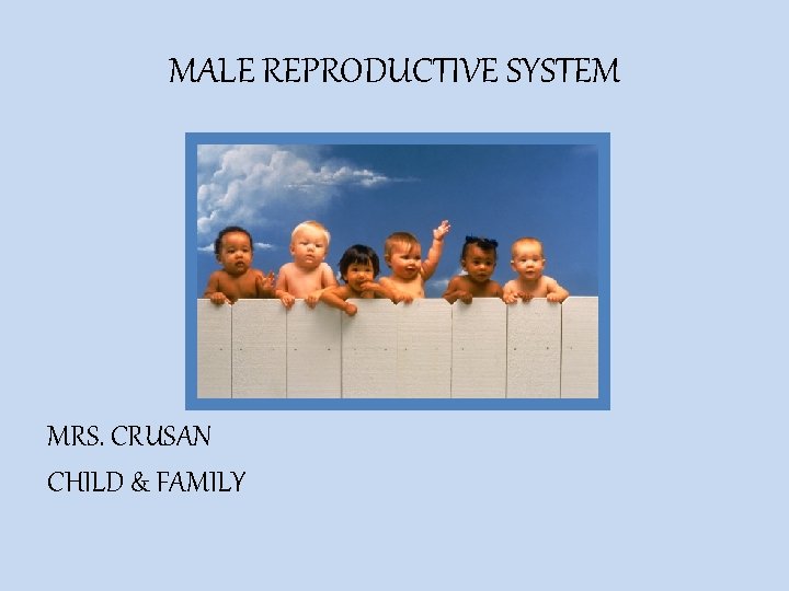 MALE REPRODUCTIVE SYSTEM MRS. CRUSAN CHILD & FAMILY 