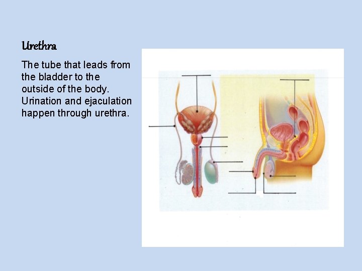 Urethra The tube that leads from the bladder to the outside of the body.